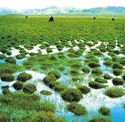 草甸沼泽化 草甸沼泽化