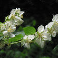 山梅花(山梅花) 山梅花(山梅花)