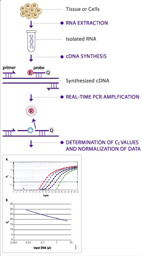 Realtime PCR Realtime PCR