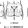 臀(人体部位) 臀(人体部位)