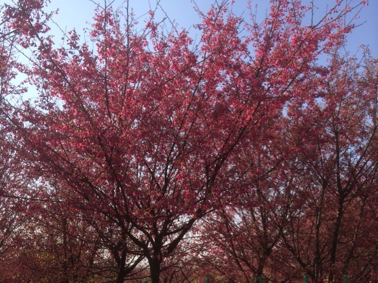 饶丰樱花园 饶丰樱花园