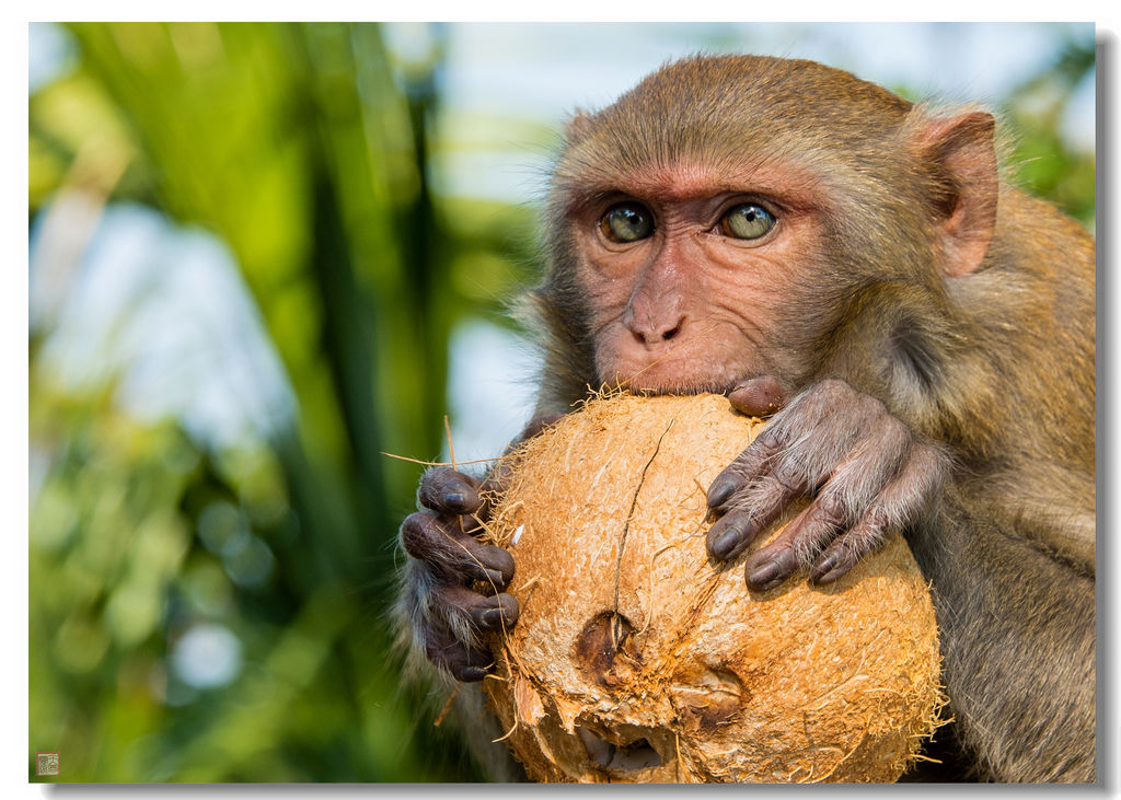monkey(猴子) monkey(猴子)