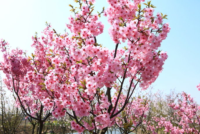 阳光樱 阳光樱