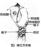 棉花双受精 棉花双受精