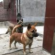 板凳狗 板凳狗