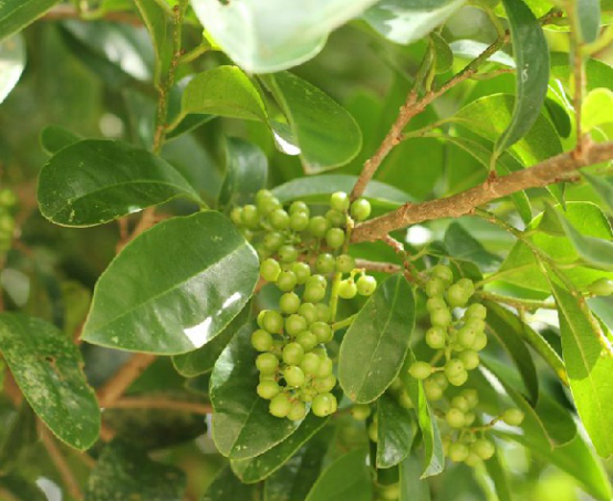 五月茶(中药) 五月茶(中药)