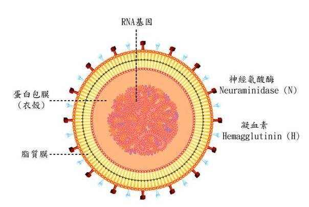 甲型H3N2流感 甲型H3N2流感