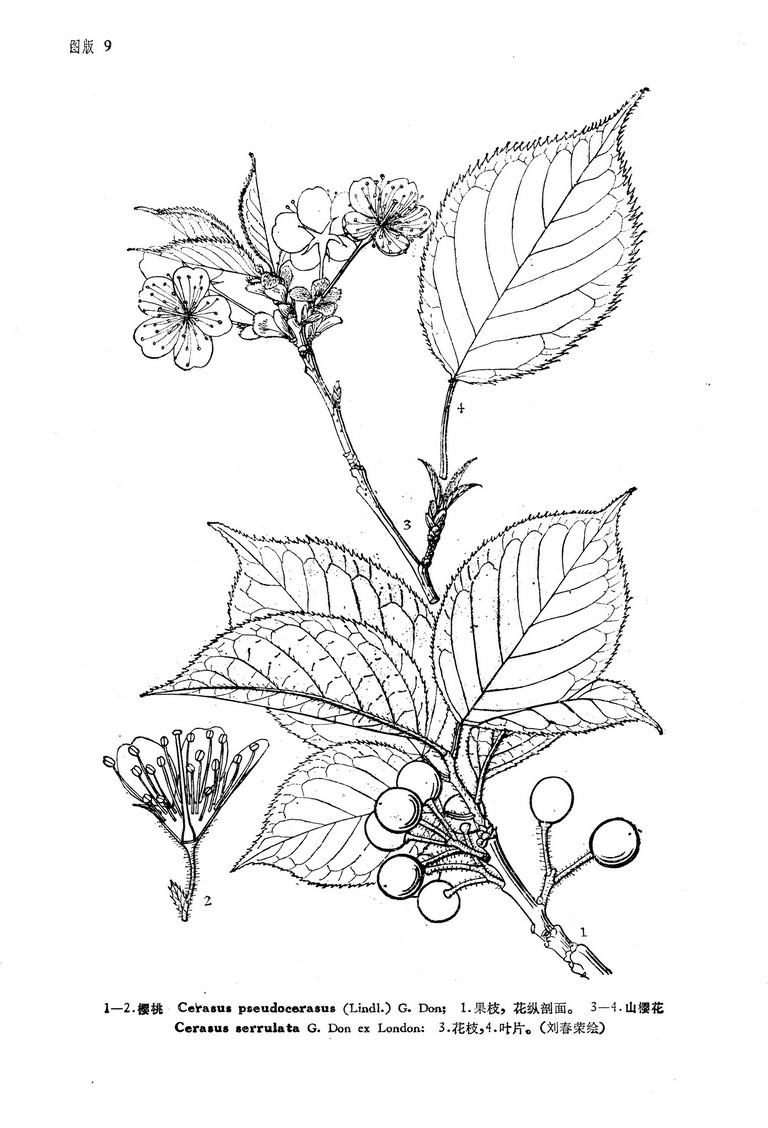 山樱花(原变种) 山樱花(原变种)