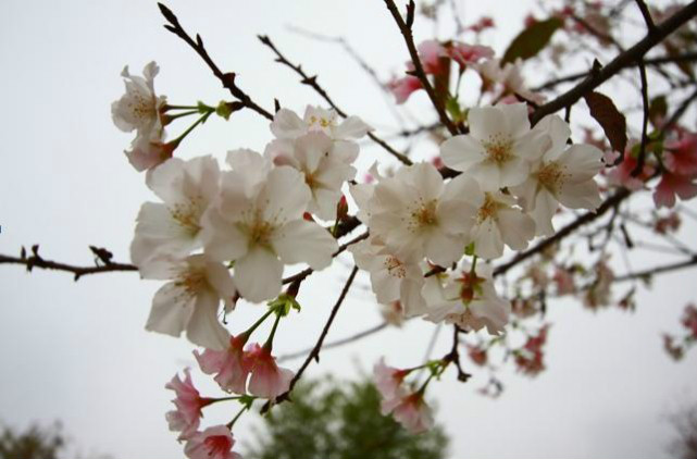 小乔 小乔