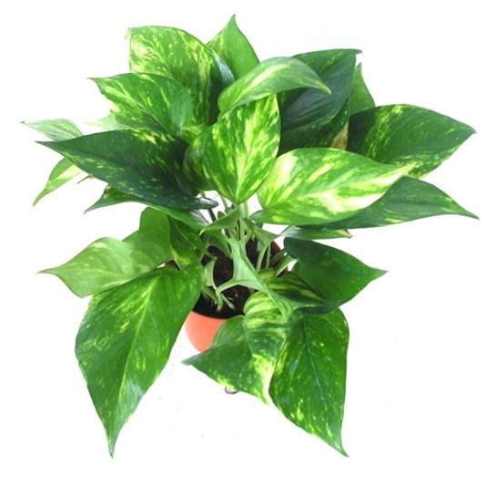 花叶绿萝 花叶绿萝