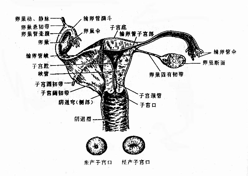 女性生殖整形 女性生殖整形