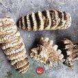 东方剑齿象 东方剑齿象