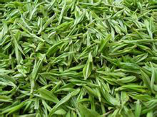 茶(中国传统饮品)