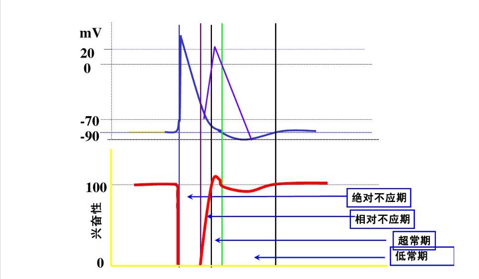兴奋性的周期变化 兴奋性的周期变化