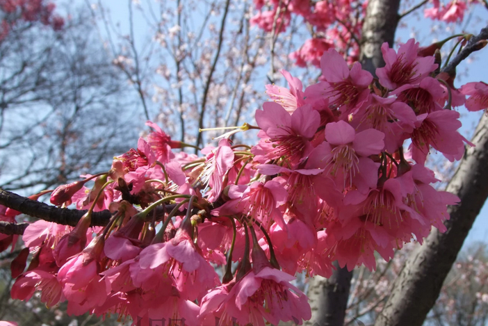 钟花樱 钟花樱