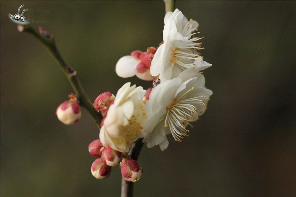 白梅花 白梅花