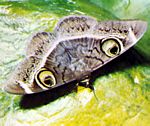 夜蛾科(Noctuidae)夜蛾翅上的假眼 夜蛾科(Noctuidae)夜蛾翅上的假眼
