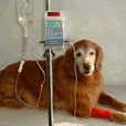犬结核病 犬结核病