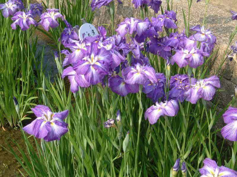 花菖蒲 花菖蒲