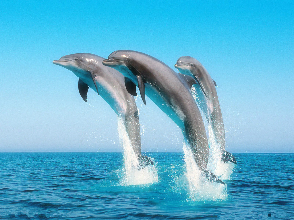 海豚 海豚