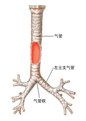 小儿支气管炎 小儿支气管炎