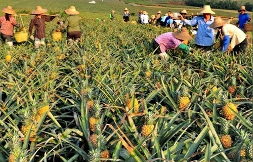 凤梨 凤梨