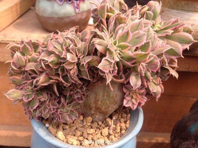 灿烂缀化 灿烂缀化
