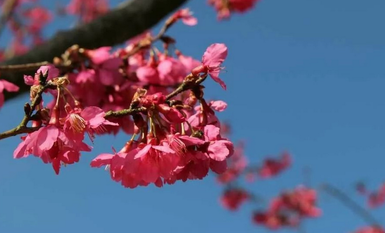 钟花樱 钟花樱