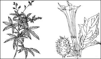 麻醉剂(医学药品) 麻醉剂(医学药品)