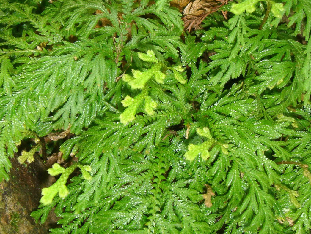 复活草 复活草