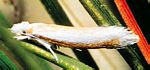 松针鞘蛾(Zelleria haimbachi) 松针鞘蛾(Zelleria haimbachi)