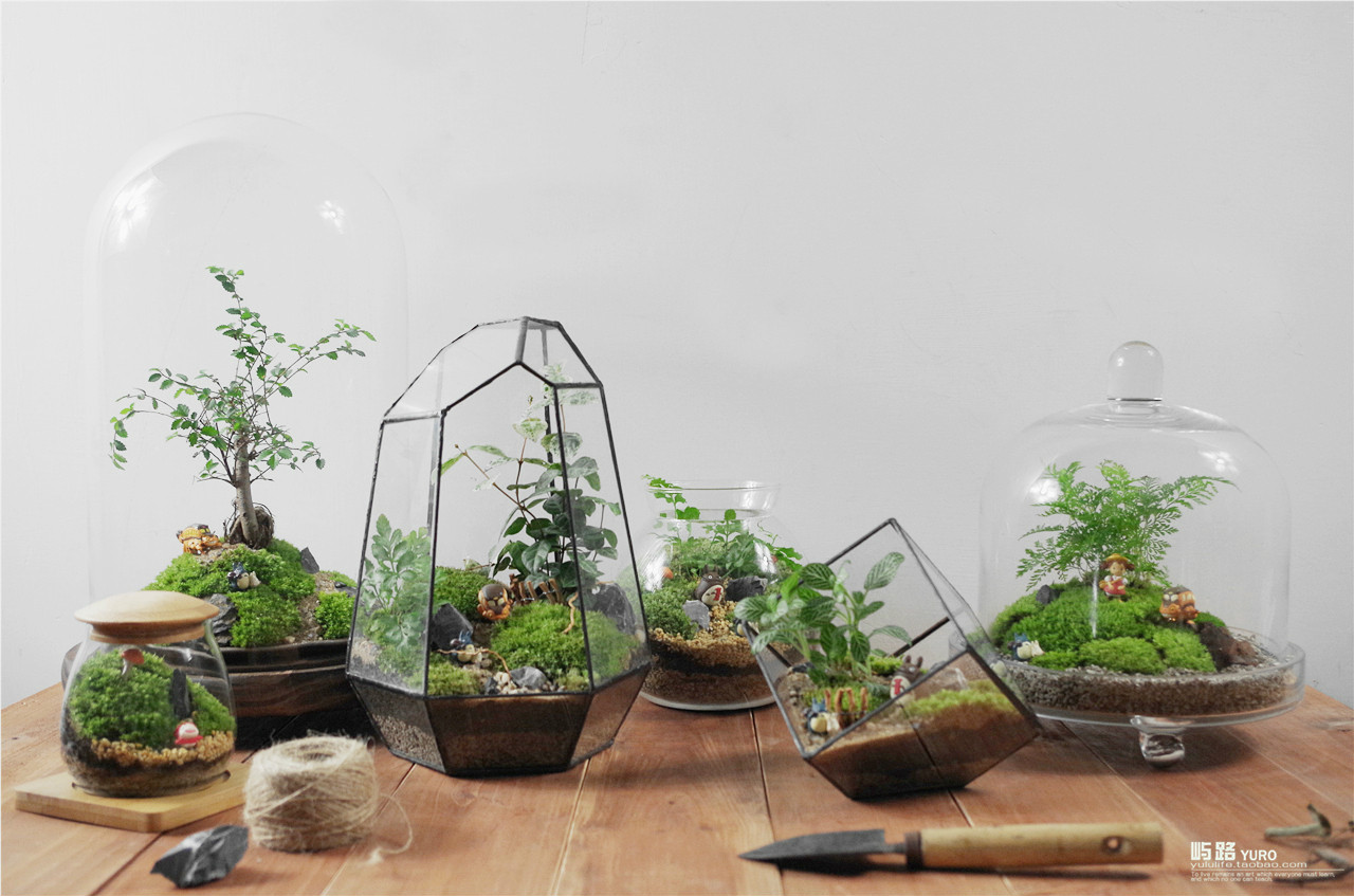 苔藓微景观(手工园艺) 苔藓微景观(手工园艺)