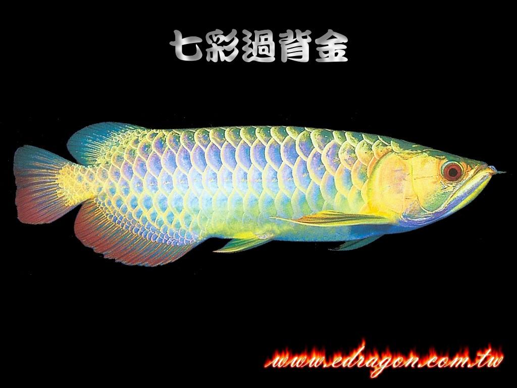 过背金龙 过背金龙