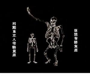 古人类骨架与巨猿骨架 古人类骨架与巨猿骨架