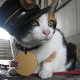 猫站长 猫站长