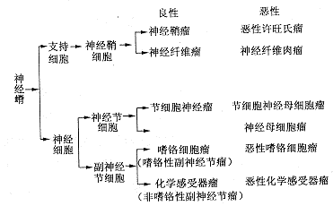 纵隔神经源性肿瘤临床病理 纵隔神经源性肿瘤临床病理