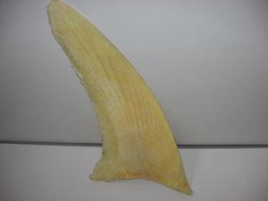 鱼翅 鱼翅