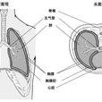 结核性乾性胸膜炎 结核性乾性胸膜炎