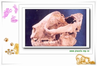 大熊猫—剑齿象动物群 大熊猫—剑齿象动物群