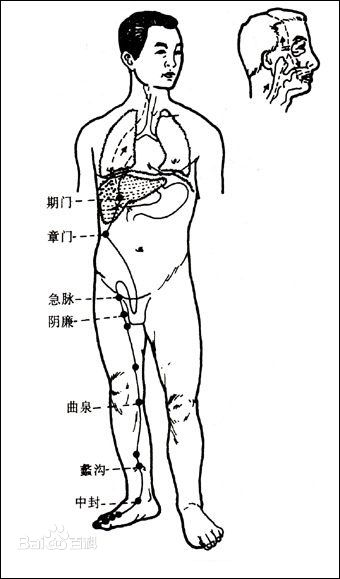 足厥阴肝经 足厥阴肝经