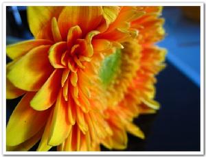 幸福花 幸福花