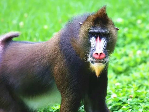 大马猴(非洲的猴子) 大马猴(非洲的猴子)
