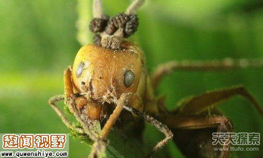 殭尸真菌 殭尸真菌