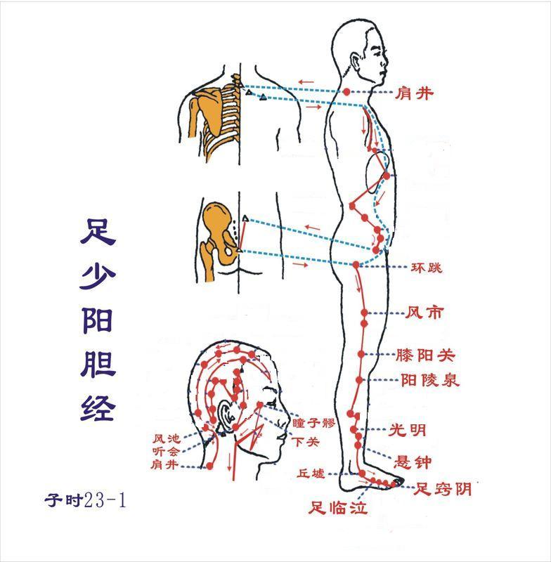 足少阳胆经 足少阳胆经
