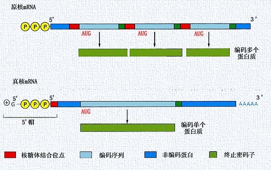 信使RNA(mRNA) 信使RNA(mRNA)