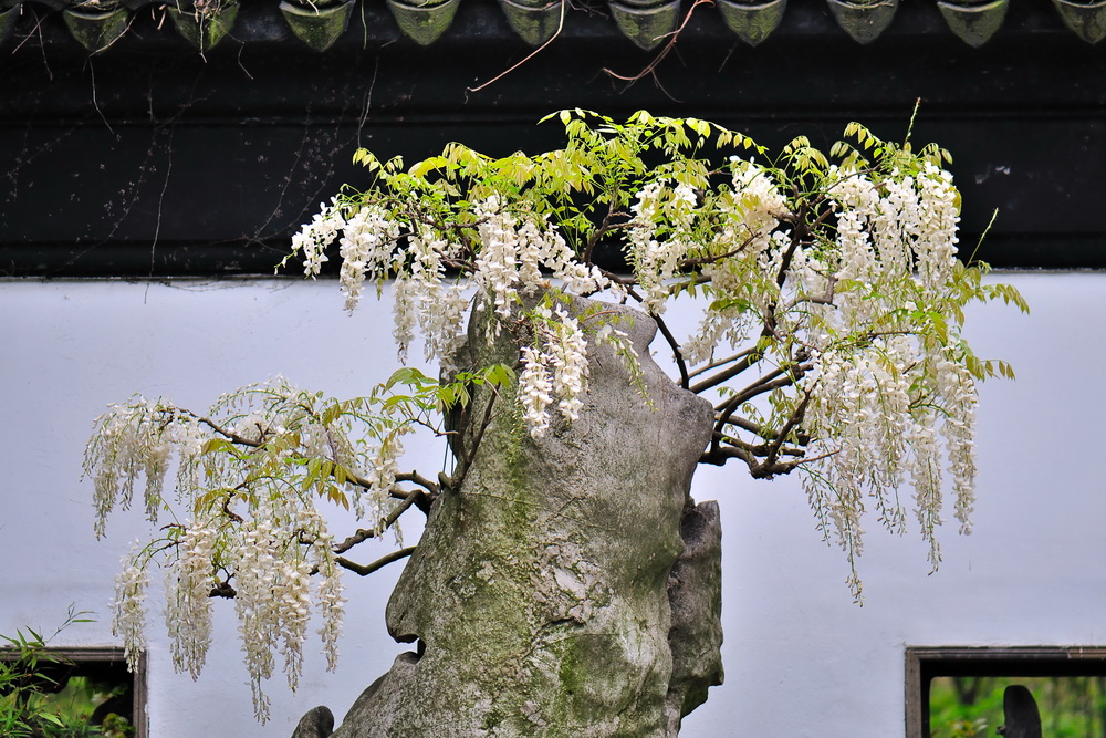 白花紫藤 白花紫藤