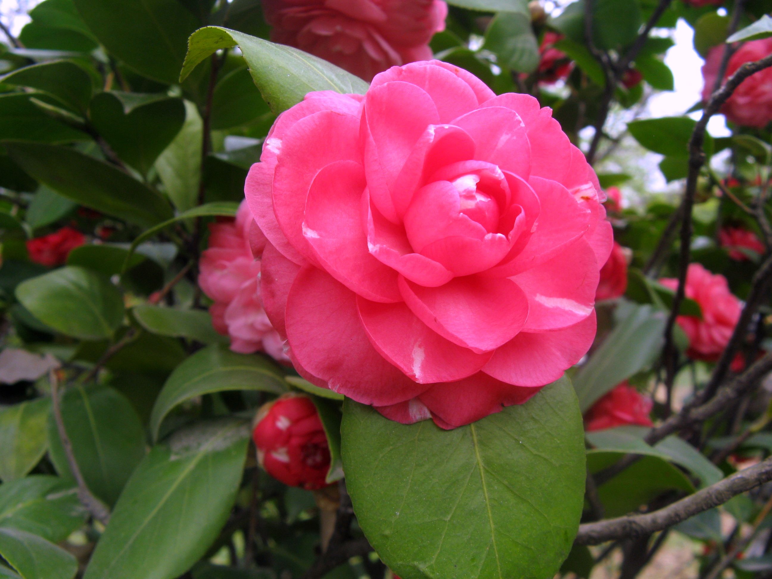 二月山茶花 二月山茶花