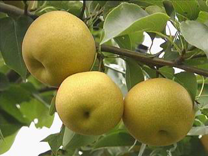 砂梨 砂梨