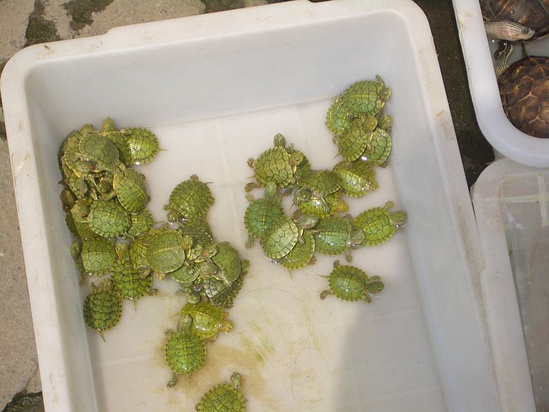 市场上贩卖的宠物龟 市场上贩卖的宠物龟