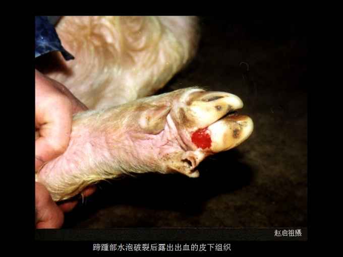 猪口蹄疫 猪口蹄疫